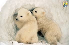 Animal Facts The Polar Bear