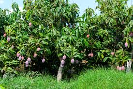 how to plant and grow mango harvest