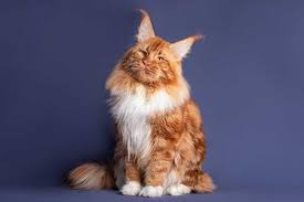 15 cat breeds similar to the maine