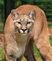 Mountain lions attacks are rare. Kamas Man Attacked By Mountain Lion Kpcw