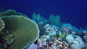 Charting Coral Reef Futures The Leverhulme Trust