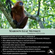 maroon leaf monkey presbytis rubicunda