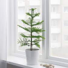 ARAUCARIA растение в горшке Араукария 17 см | IKEA Eesti