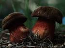 Resultado de imagem para boletus erythropus