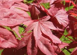 Grow And Care For Japanese Maple Trees