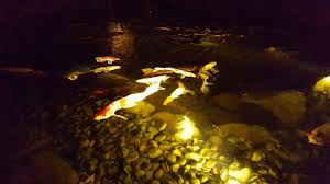 Underwater Led Pond Lighting Austin Central Texas Tx Texas Ponds And Water Features Austin Tx 512 782 8315