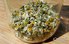 Maybe you would like to learn more about one of these? Growing Chamomile For Tea