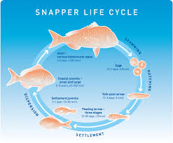 Snapper Life Cycle Niwa