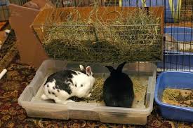 diy litter box setups coding with bunnies