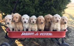 Visit us now to find your dog. Labradoodle Puppies For Sale In Missouri Pedlar Creek Puppies