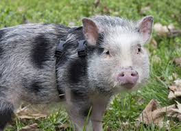 The Guide To Owning A Potbellied Pig