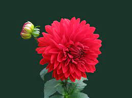 We handpicked the best daisy flower image for your device. Red Dahlia Flower Free Stock Photo