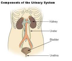 Human Excretory System Organs Functions Videos With Questions