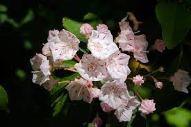 Maybe you would like to learn more about one of these? Showy Blooms Blue Ridge Parkway U S National Park Service