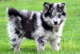 top 5 most expensive dog breeds in the