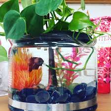 However, just because a dog can survive its whole life in a kennel doesn't mean she wouldn't much prefer to roam around a large house or backyard. Diy Beta Fish Tank Using A Coffee Pot Aquaponics Fish Indoor Aquaponics Diy Fish Tank