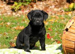 According to registration statistics recently released by the american kennel club ® (akc), the labrador retriever is the most popular purebred dog in america for the 21st straight year. Black Labrador Retriever Puppies For Sale Greenfield Puppies Retriever Puppy Labrador Retriever Puppies Black Labrador Retriever