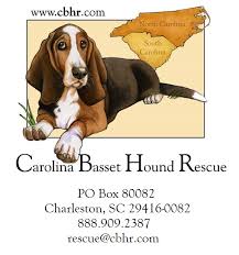 Spuds has short legs that point outwards and a sausage body, a wide. Home Carolina Basset Hound Rescue