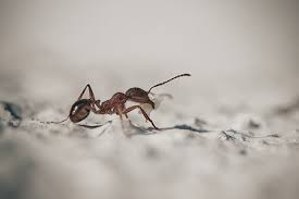 how to get rid of ants on carpet in 7