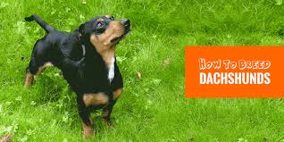 How To Breed Dachshunds Free Guide To Breeding Dachshunds