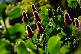 Trifolium incarnatum - Wikipedia