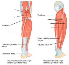 Muscle diagrams are a great way to get an overview of all of the muscles within a body region. Human Anatomy Lab Manual