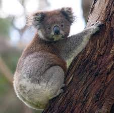 Mammals of Australia - Wikipedia
