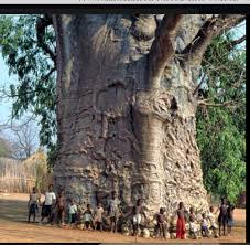 Kuvahaun tulos haulle baobab tree