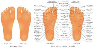 Foot Reflexology Chart Stock Vector Illustration Of Foot