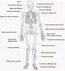 Diagram Of Human Skeleton For Students Body Bones Human