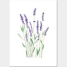 Purple Lavender Flower Watercolor