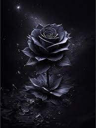 black rose wallpaper hd colaboratory
