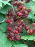 Can Wineberries be eaten?