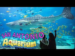 san antonio aquarium jobs jobs ecityworks