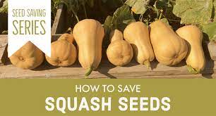 how to save squash seeds julia dimakos