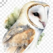 Barn Owl Png