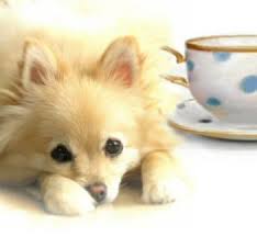 teacup pomeranian all teacup puppies