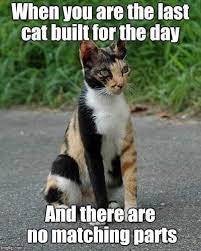 Just like watching funny cat videos, cat memes featuring our favorite felines are just as hilarious. Cat Memes Home Facebook