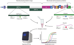 multiplex real time rt pcr method for