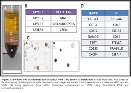 Pluripotent Stem Cells In Bone Marrow And Cord Blood