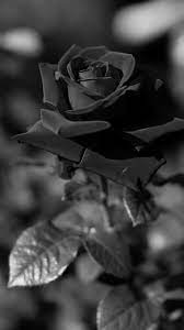 black rose rose flower wallpaper