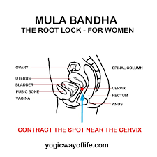 mula bandha the root lock yogic way