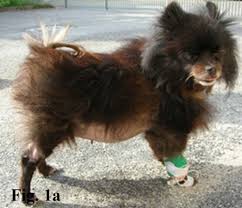 Ipercortisolismo (Sindrome di Cushing) nel cane - Vetpedia l'Enciclopedia di Medicina Veterinaria