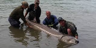 Giant White Sturgeon Caught May 21 2016 In Mission Bc