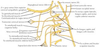 Cervical Plexus Physiopedia
