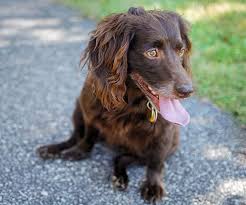 Sometimes dogs are with us a month or so, sometimes it is much longer. Boykin Spaniel Dog Breed Facts And Traits Hill S Pet
