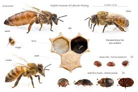 honey bee biology basics farad s