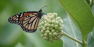 milkweeds can save monarchs and