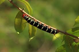 Caterpillar Or C Snake Colorado