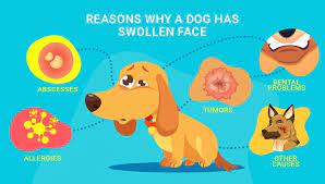 my dog has swollen face 7 reasons why